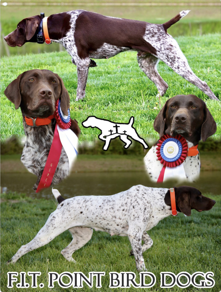 breeding-program-faith-in-the-point-bird-dogs